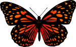 Butterfly 17 (colour)